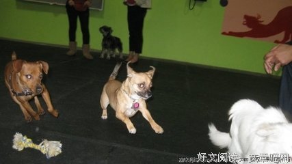 终于骂人了, 特别高兴
