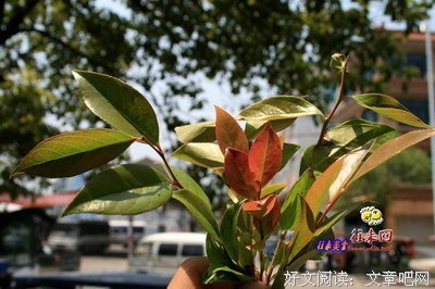 关于萧南烛的语句