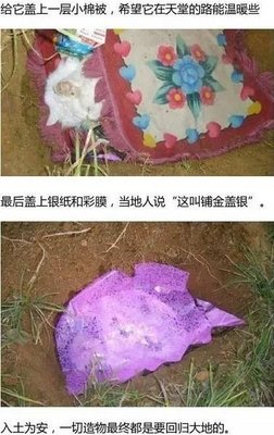 18岁老年痴呆柴犬离世，“亲爱的猫，谢谢你用生命爱过我”