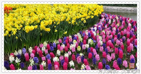 杭城之春：身体里有风涌出，世界又有花香涌入