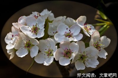 周月琴：一树梨花寄哀思