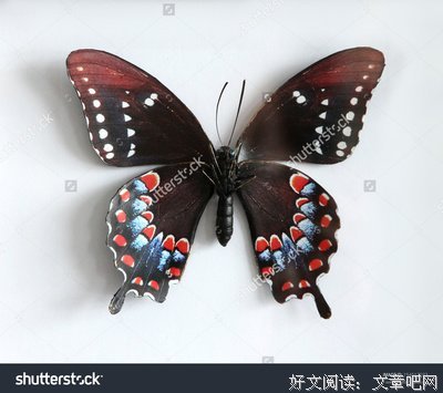 关于特洛伊罗斯的唯美语录