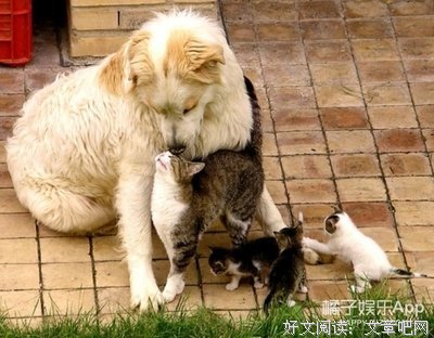 这是一篇劝你不要养宠物的文章, 哈哈