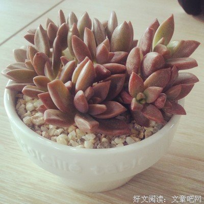 胧月的句子