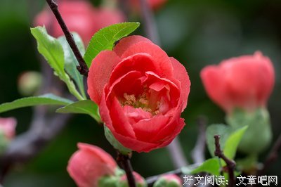 关于百花争艳的座右铭