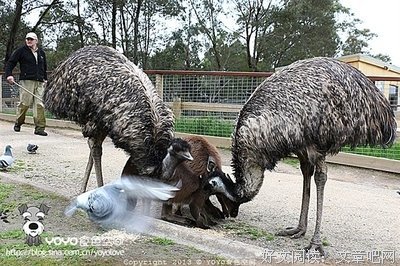 眼袋、鱼尾纹说平就平，这支澳洲国宝级眼霜厉害了