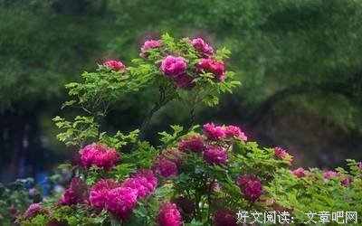 洛阳四月，牡丹倾城。