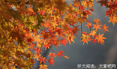 最新的《繁枝》经典句子大全