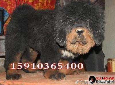 《救僵清道夫》经典观后感10篇