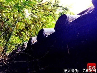 最新的若叶知秋精彩语录
