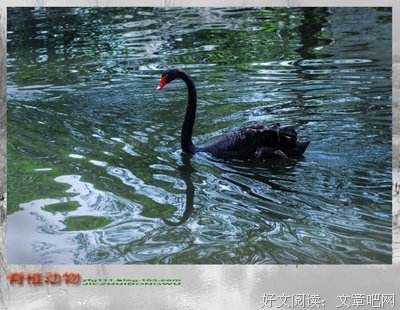 关于脊椎动物的座右铭