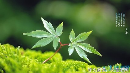 关于王维的名言