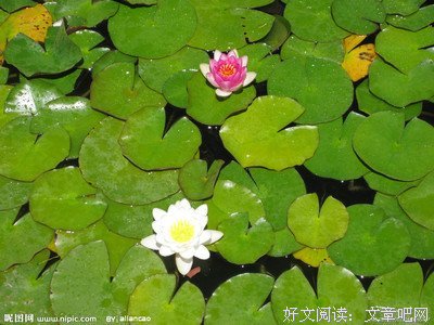 关于清澄的名言