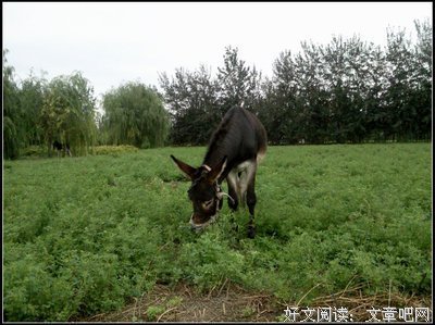 自鸣得意的句子