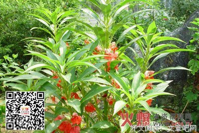 关于孟扶摇的语句