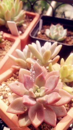 胧月的句子