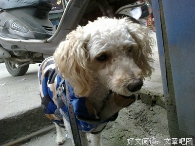 “求你别把男朋友当成宠物好吗”