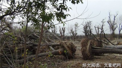 你把她养成一棵大树，她定会给你一片阴凉