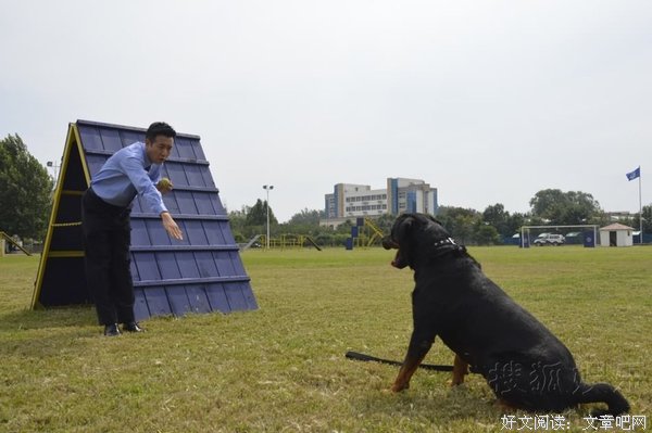 《警花与警犬》观后感精选10篇