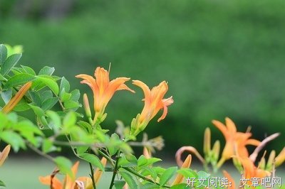 恹恹的句子