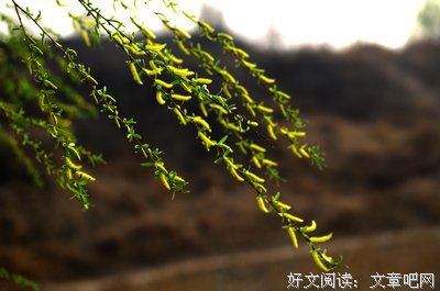 漏泄春光的是柳，留住春光的也是柳