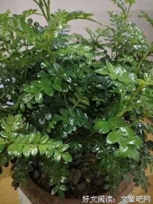 你等的那个姑娘大概已经死了