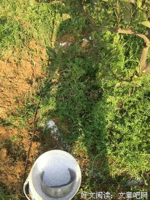 三缺一，再抓个姑娘上山吧