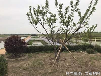 喂活蝌蚪、灌滚开水、喝牛粪汤……这是治病还是故意杀人？