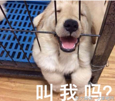 小奶狗，小狼狗，老狗逼鉴定指南