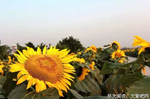 【美文】请带上自己的阳光