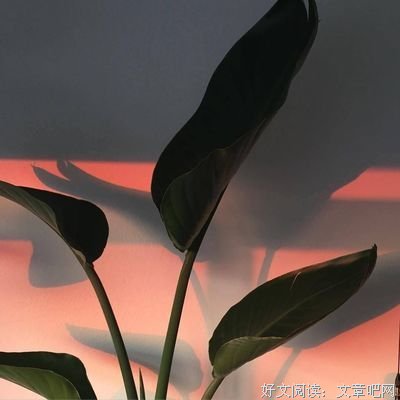 夜读：种下一份美好，收获一种幸福