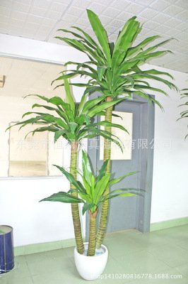 香龙血树15句经典名言