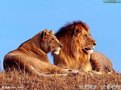 《猎豹》读后感10篇