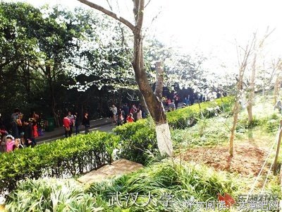 《盛开的樱花林下》读后感10篇