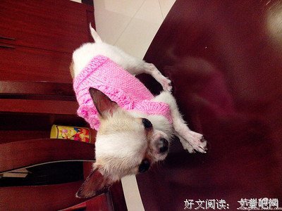 那些被抛弃的宠物后来怎样了