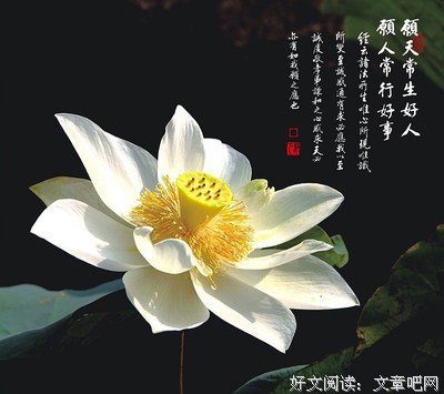 成凤的名言_关于成凤的名言