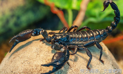 关于以毒攻毒的名言