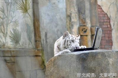 疯狂行动力的读后感10篇
