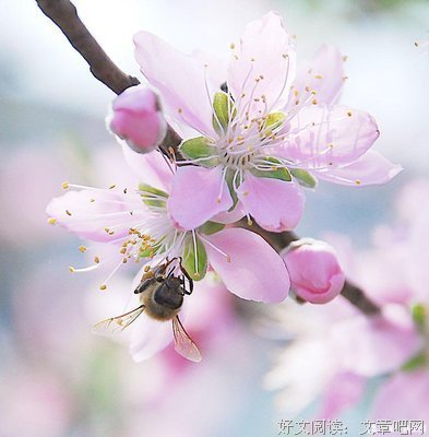 关于兰成的语句