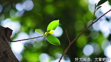 最新的《西江月》经典句子大全