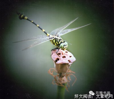 关于引以为荣名言名句
