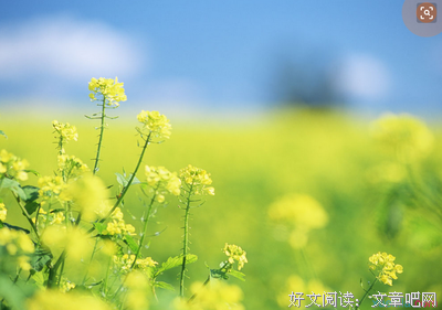 淡雅的语句摘抄_关于淡雅的语句