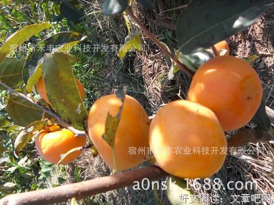 最新的《不配3》小说句子