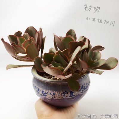 “初吻就舌吻正常吗？”
