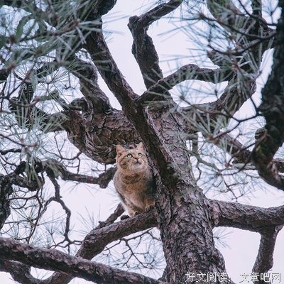 《猫城七日》的读后感10篇