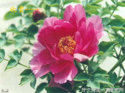15条关于宗璞的经典语句