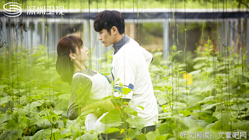 《闪亮茗天》经典观后感集