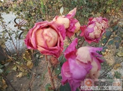 ▶ 404：我还是我，颜色不一样的葱骨朵