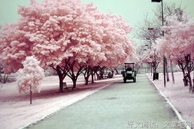 关于小津安二郎的语句