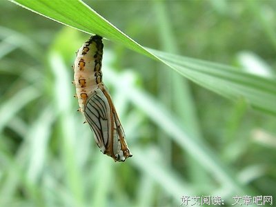 《后来》有了续集，但你不再是我的后来。